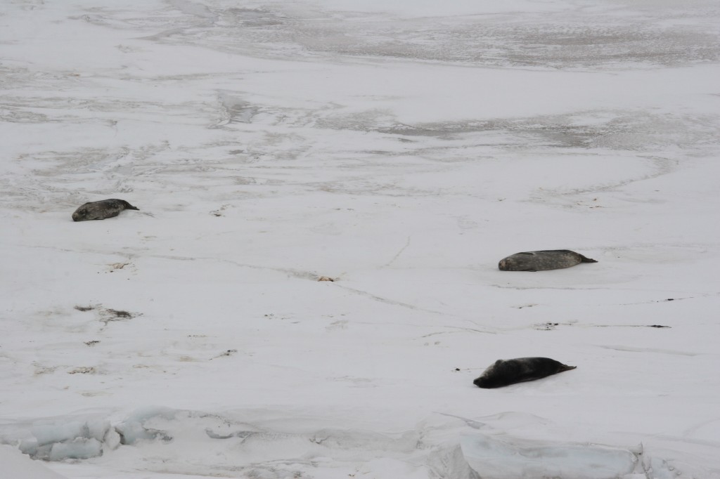 Three seals lying on the annual sea ice, off Hut Point.